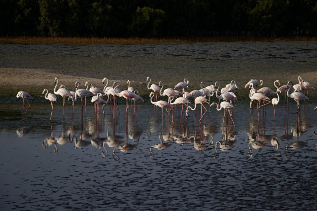 Flamingos standing in calm wetland water