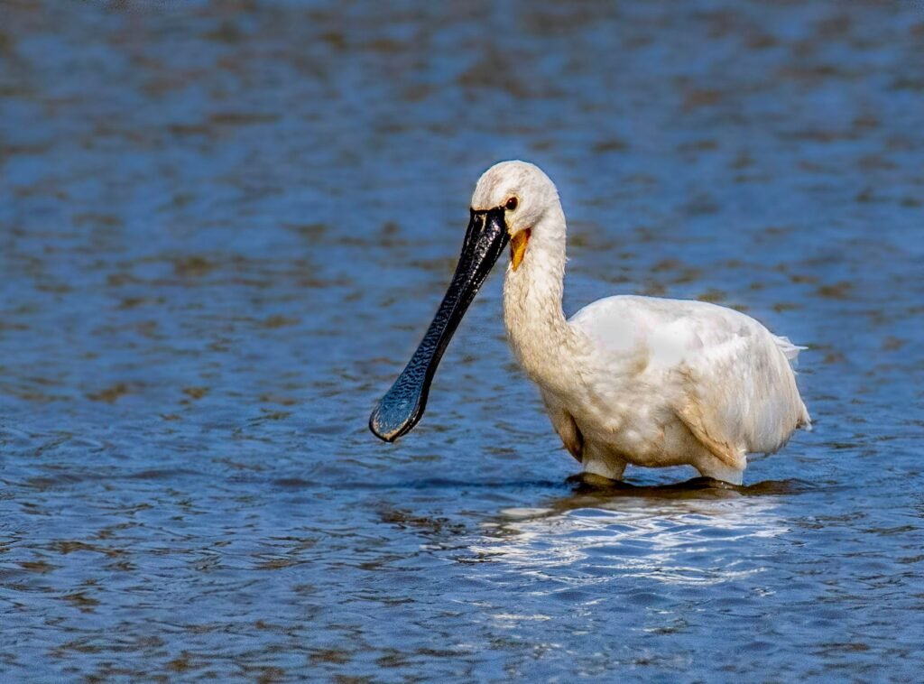 Spoonbill wading through calm wetland water